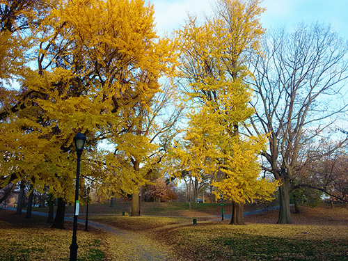 Prospect Park