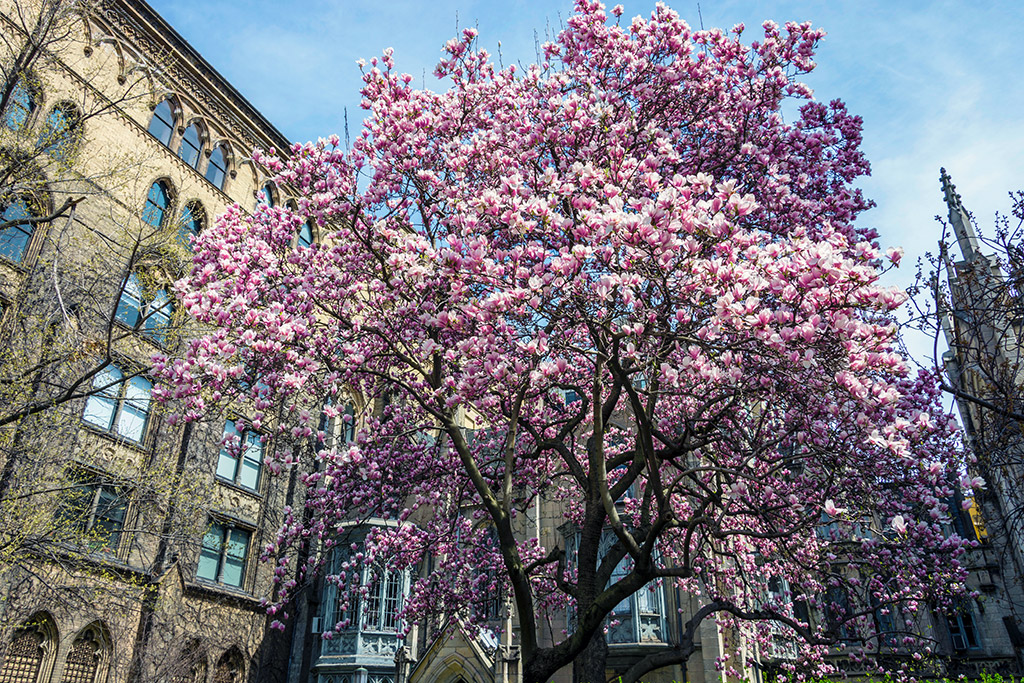 Magnolio en flor durante la primavera en Nueva York - Foto cortesía de María Fernanda Pellejero @mafepellejero