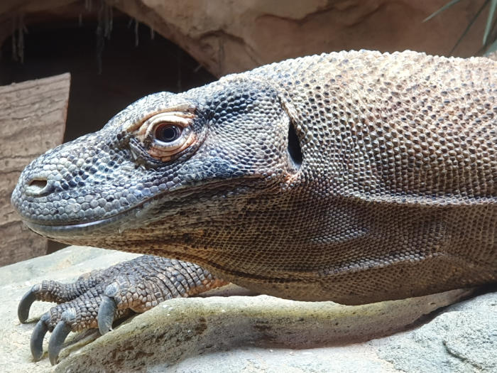 Detalle de la cabeza y una garra del dragón de Comodo en el Zoo Center del Bronx en Nueva York. Foto de Andrea Hoare Madrid