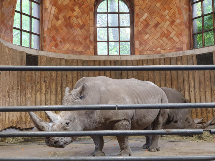 Pareja de hipopótamos en su hábitat climatizado dentro del Zoo Center del Bronx Zoo. Foto de Andrea Hoare Madrid