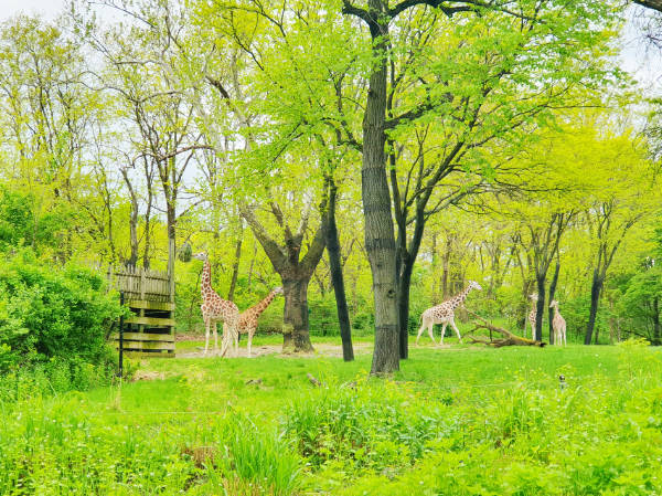 Jirafas en su hábitat abierto en el Zoológico de Nueva York - Foto de Andrea Hoare Madrid