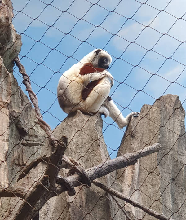 Lemur sentado en la exhibición Madagascar del Zoológico del Bronx- Foto de Andrea Hoare Madrid.