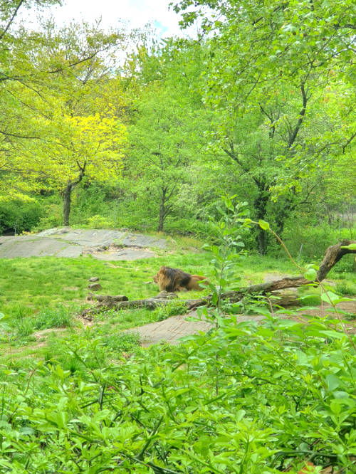 Un león descansando entre los arbustos de su hábitat abierto en el Bronx Zoo - Foto de Andrea Hoare Madrid