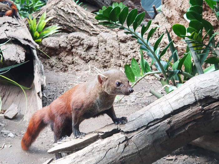 Mangosta de Madagascar en el zoológico del Bronx. Foto de Andrea Hoare Madrid