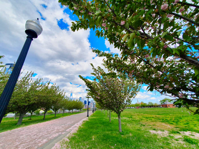 Filas de cerezos en flor en las praderas del Liberty State Park en Jersey City - Foto de Andrea Hoare Madrid